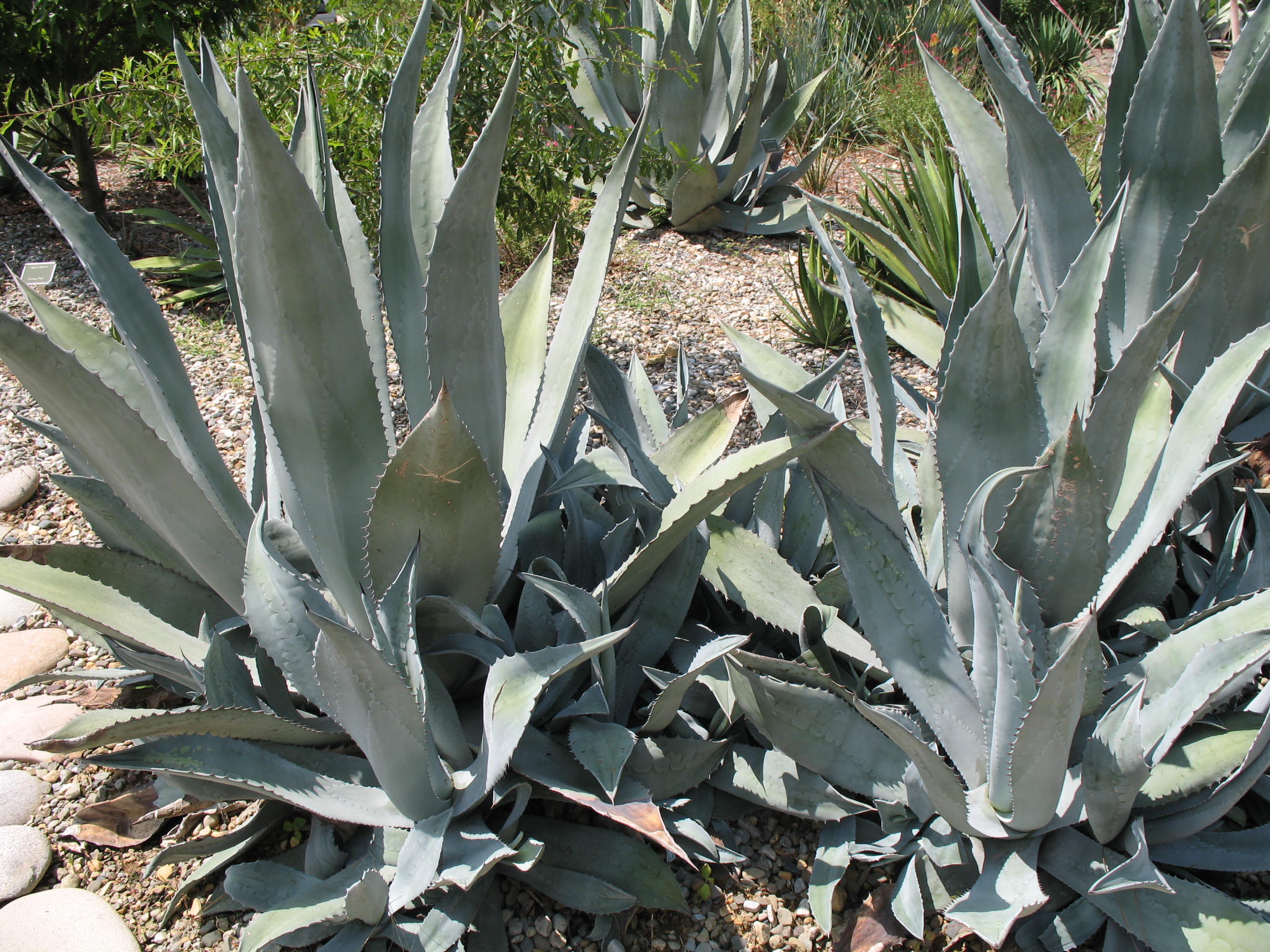 Online Plant Guide - Agave Americana / Century Plant